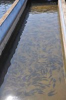 Bild: Fischfest in Auleben