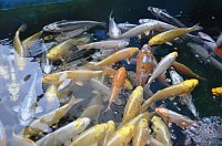 Bild: Fischfest in Auleben