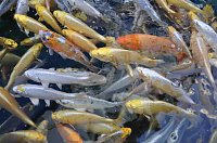 Bild: Fischfest in Auleben