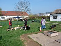 Bild: Agility-Funturnier