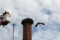 Bild: Jungst&ouml;rche werden beringt