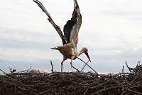 Bild: Jungst&ouml;rche werden beringt