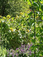 Bild: Kr&auml;utergarten