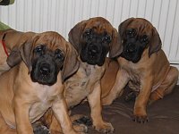Höhepunkt für Hundefreunde Bild: Höhepunkt für Hundefreunde