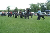 Höhepunkt für Hundefreunde Bild: Höhepunkt für Hundefreunde
