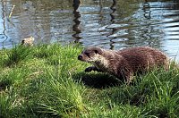 Bild: Hilfe f&uuml;r Fischotter
