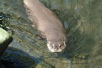 Bild: Hilfe f&uuml;r Fischotter