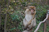 Bild: Affenwald Erlebnispark Strau&szlig;berg