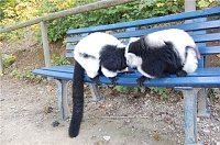 Bild: Affenwald Erlebnispark Strau&szlig;berg