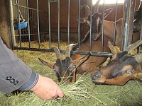 Bild: Konferenz auf der Ziegenalm: Ziegen gef&uuml;ttert