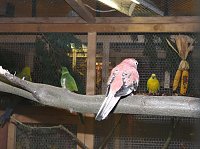 Bild: Ziergefl&uuml;gelausstellung