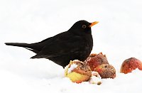 Bild: Winterv&ouml;gel z&auml;hlen: Amsel