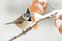 Bild: Winterv&ouml;gel z&auml;hlen: Haubenmeise