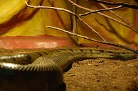 Bild: Nanderwanderung im  Nordh&auml;user Zoo nnz-City Scout on Tour