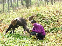 Bild: Wildkr&auml;uterwanderung im S&uuml;dharz