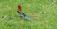 Bild: Papageien in Bad Frankenhausen