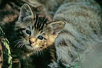 Bild: Wildkatzen