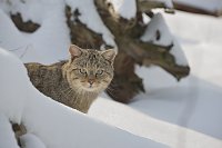 Bild: Wildkatzen