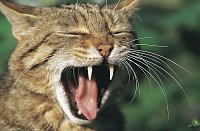 Bild: Wildkatzen