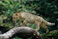 Bild: Wildkatzen
