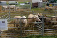 Bild: Er&ouml;ffnung des Bauernmarktes in Kallmerode