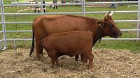 Bild: Erster Tag Bauernmarkt in Kallmerode
