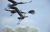 Bild: Zugv&ouml;gel erleben