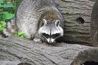 Auch Waschbären sind, in freier Wildbahn nicht immer gern gesehen, im Gehege zu finden. Bild: Auch Waschbären sind, in freier Wildbahn nicht immer gern gesehen, im Gehege zu finden.
