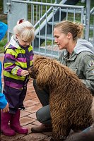 Therapiehunde unterwegs Bild: Therapiehunde unterwegs