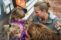 Therapiehunde unterwegs Bild: Therapiehunde unterwegs