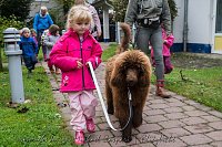 Therapiehunde unterwegs Bild: Therapiehunde unterwegs