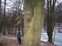 Bild: Am Ententeich im Kyffh&auml;userwald
