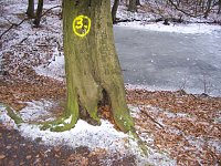 Bild: Am Ententeich im Kyffh&auml;userwald