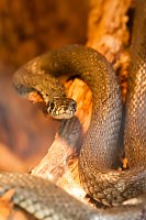 Besuch im Zoo am Meer Bild: Besuch im Zoo am Meer