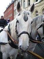Bild: Rosenmontagsumzug2009