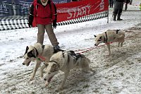 Schlittenhunderennen in Benneckenstein Bild: Schlittenhunderennen in Benneckenstein