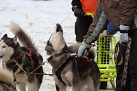 Schlittenhunderennen in Benneckenstein Bild: Schlittenhunderennen in Benneckenstein
