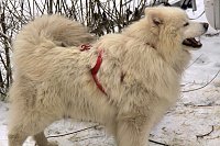 Schlittenhunderennen in Benneckenstein Bild: Schlittenhunderennen in Benneckenstein