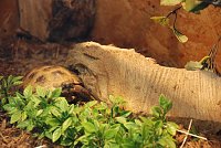 Bild: Welt der Reptilien in der Wiedingsburghalle