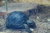 Bild: Welt der Reptilien in der Wiedingsburghalle
