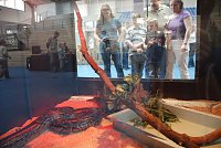 Bild: Welt der Reptilien in der Wiedingsburghalle