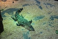 Bild: Welt der Reptilien in der Wiedingsburghalle