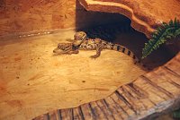 Bild: Welt der Reptilien in der Wiedingsburghalle