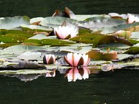 Bild: Der W&ouml;rlitzer Park