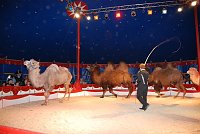 Bild: Circus Rolina gastiert in Nordhausen 