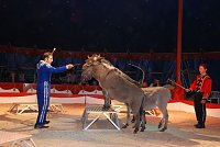 Bild: Circus Rolina gastiert in Nordhausen 
