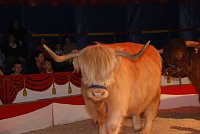 Bild: Circus Rolina gastiert in Nordhausen 