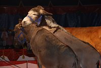 Bild: Circus Rolina gastiert in Nordhausen 