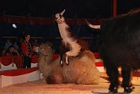 Bild: Circus Rolina gastiert in Nordhausen 