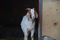 Bild: Circus Rolina gastiert in Nordhausen 